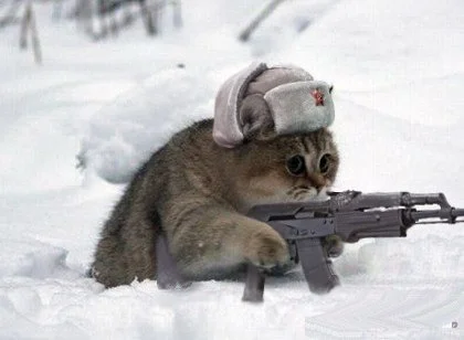кот с автоматом.webp