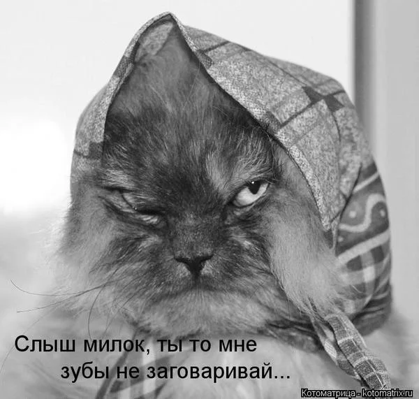 кот с фингалом2.webp