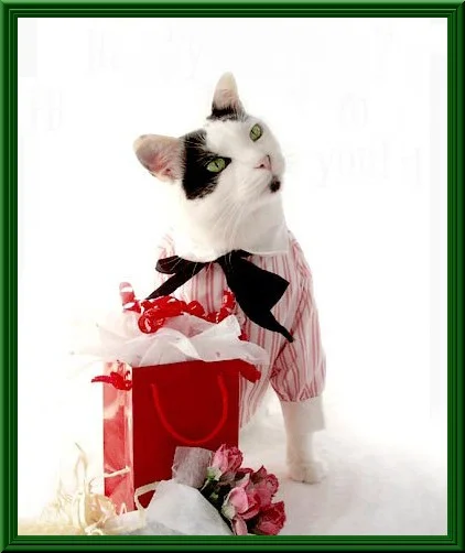 кот с подарком.webp