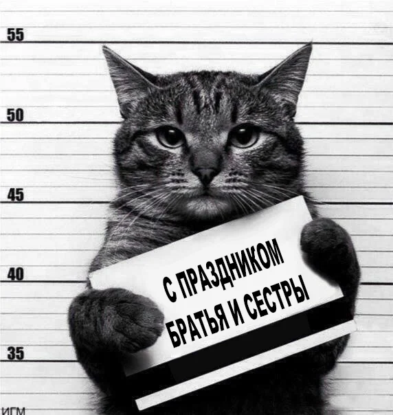 кот с праздником.webp