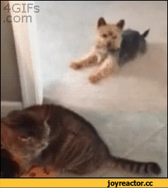 кот с собакой.gif