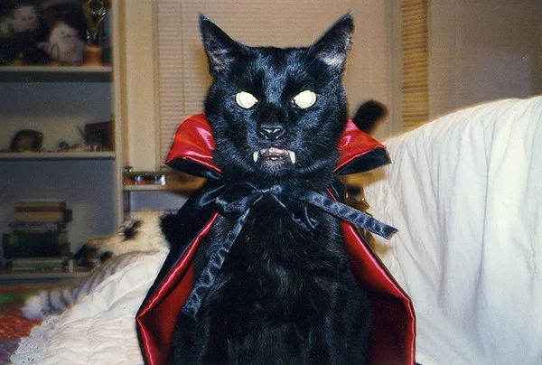 Кот с зубами.webp