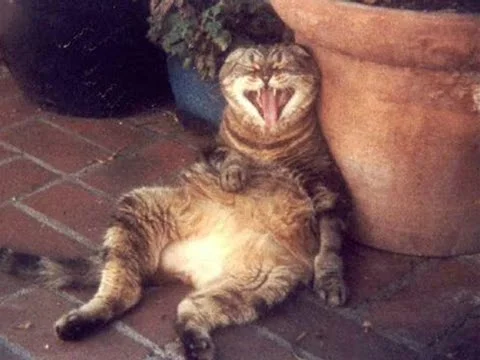 кот-смеется.webp