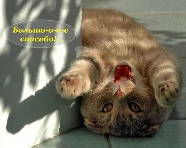 Кот спасибо.webp
