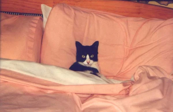 kot-spit-pod-odeyalom.webp