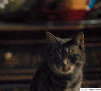 кот удивление.gif
