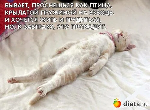 кот в ауте.webp