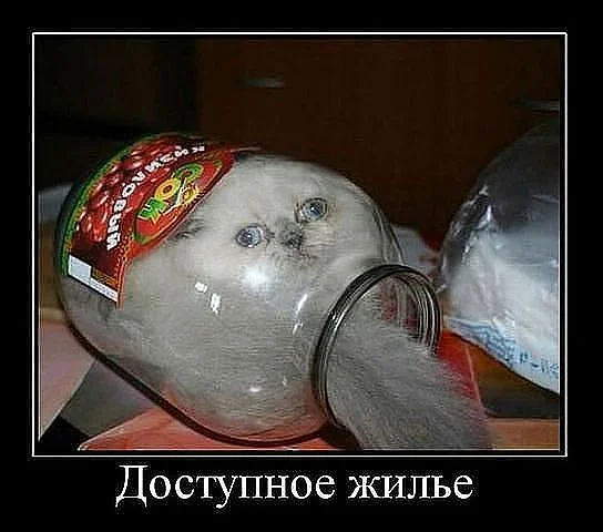 Кот в банке.webp