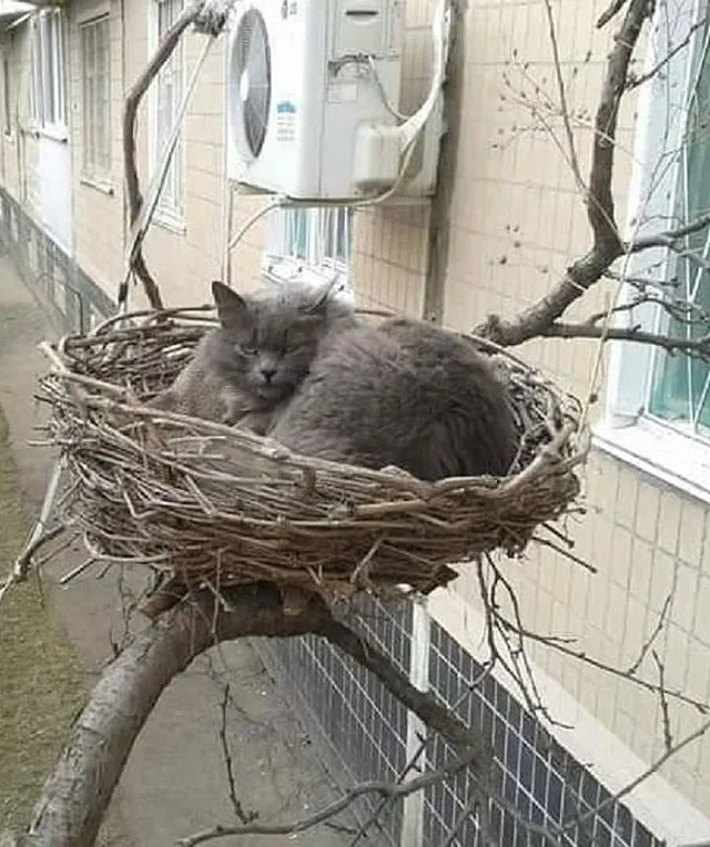 кот в гнезде.webp