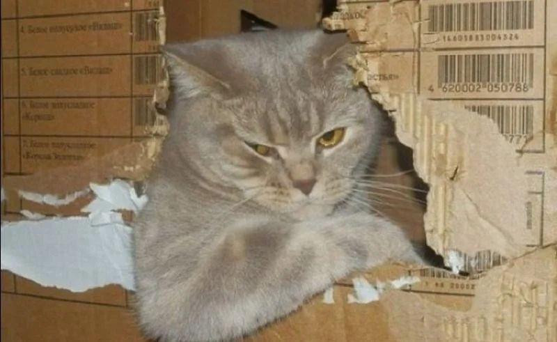 кот-в-коробке.webp