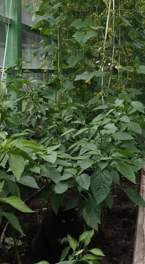 кот в огурцах 1.webp