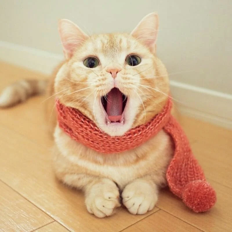 Кот в шарфике.webp