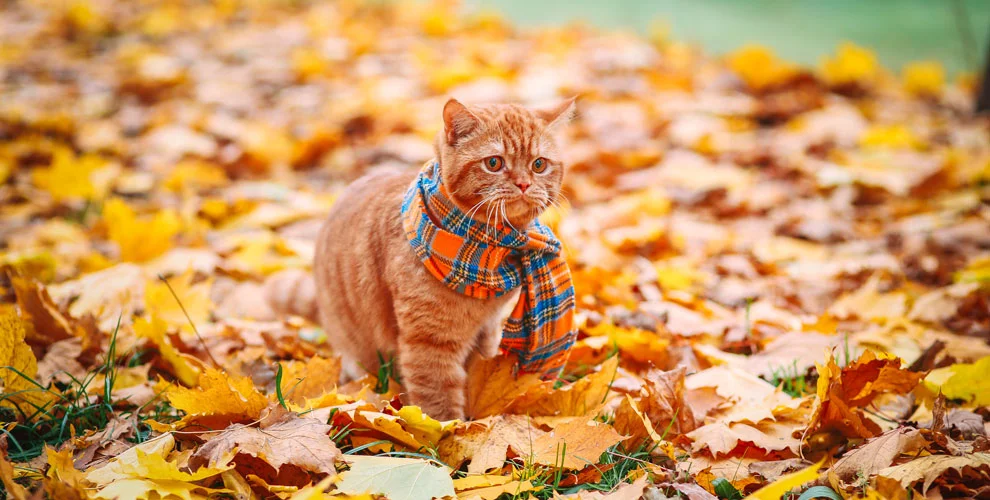 Кот в шарфике1.webp