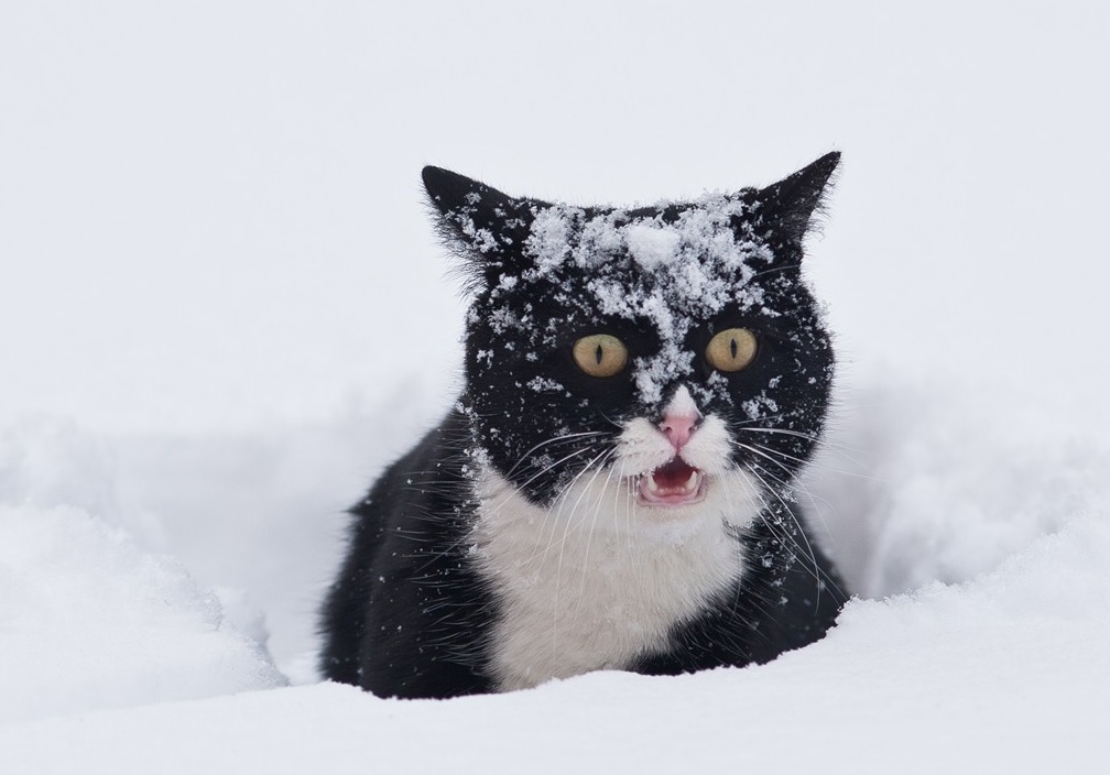 кот в снегу.jpg