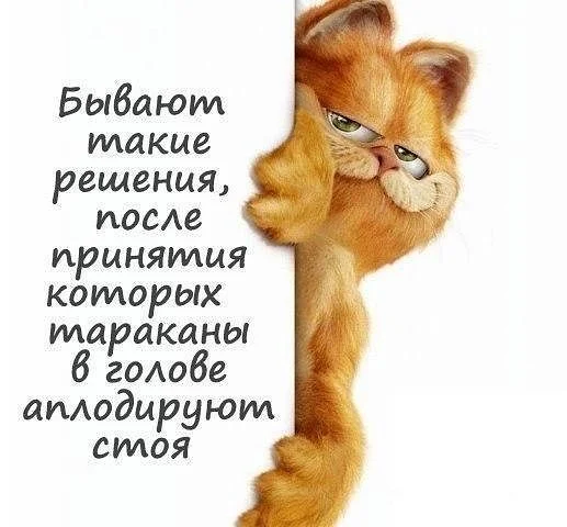 кот.webp