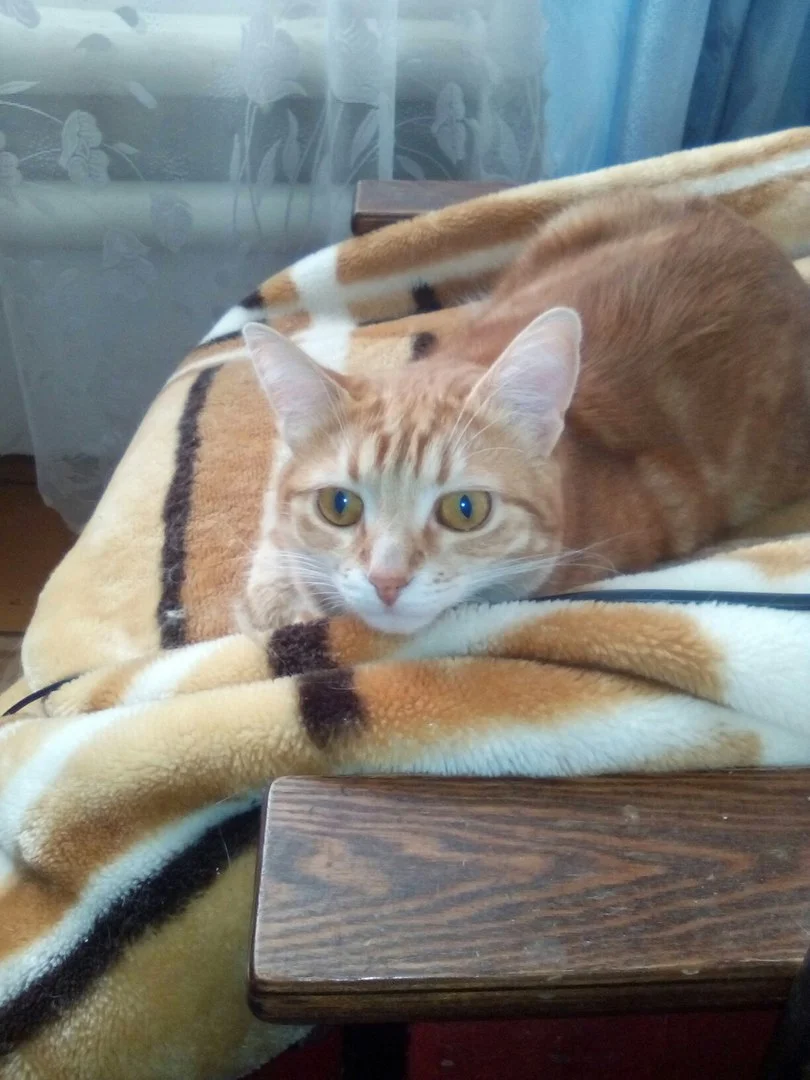 кот.webp