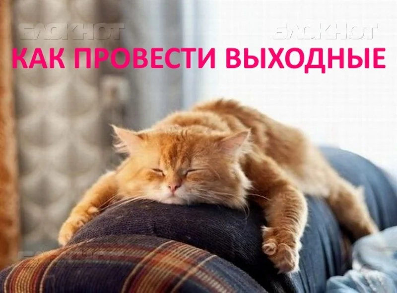 kot.webp