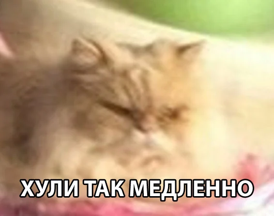 кот-жажда-скорости-невозмутимость-3139899.webp