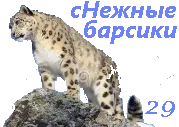 кот4.webp