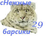 кот5.webp