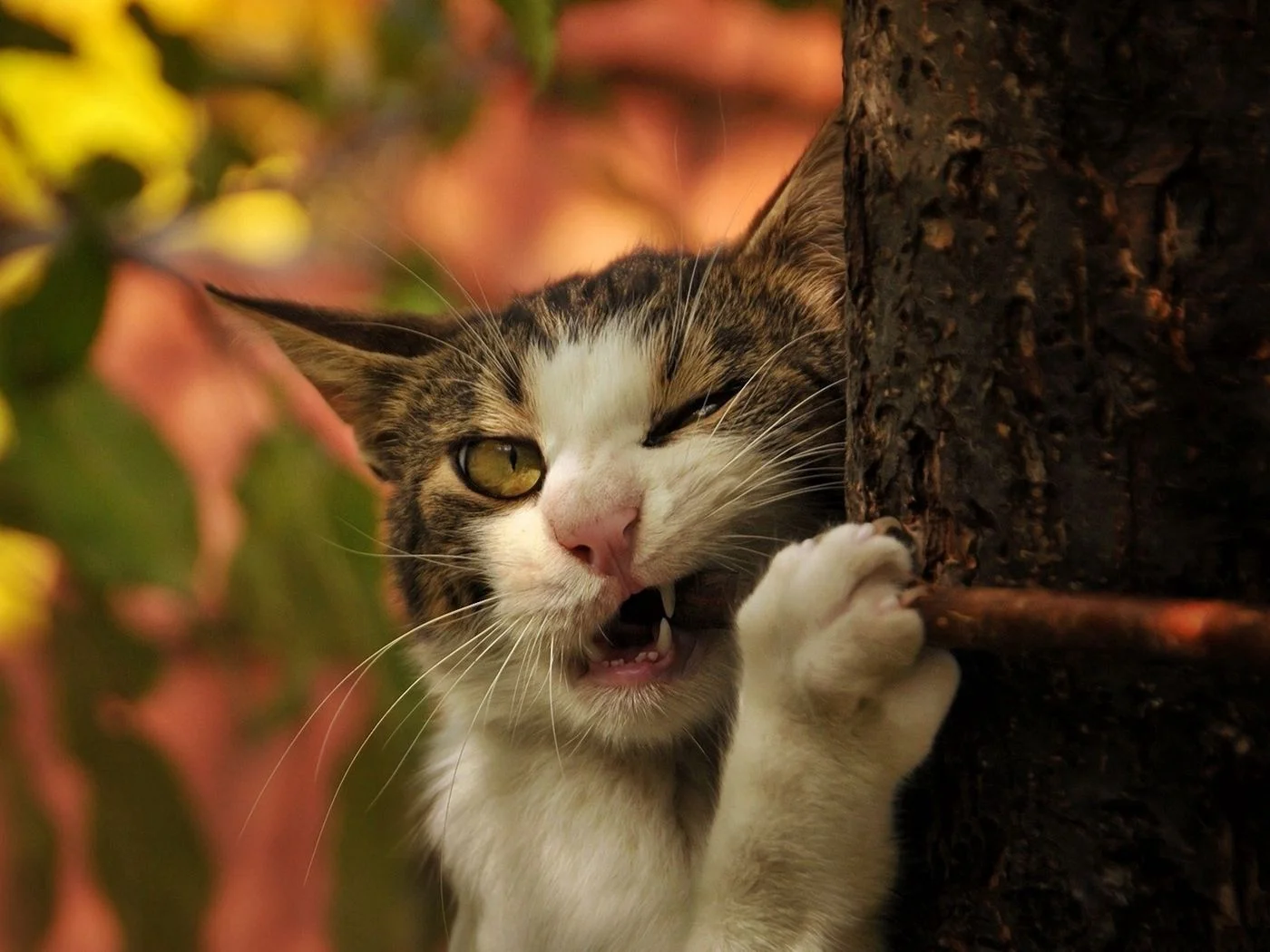 kot_derevo_stvol_gryzt_72259_1400x1050.webp