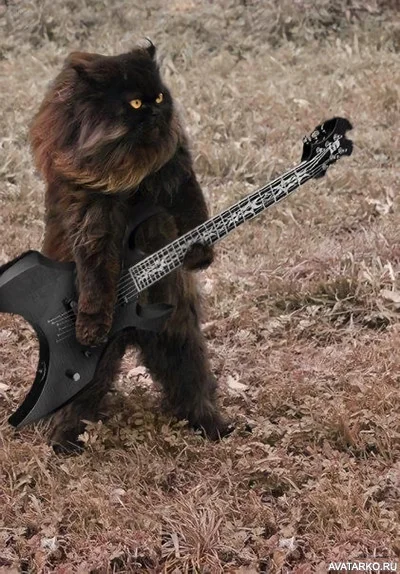 kot_prikol_gitara_7515.webp