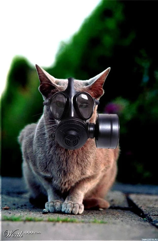 kot_protivogaz_7086.webp