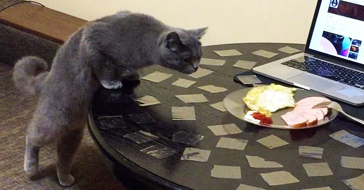 котанчик хочет жрать.webp