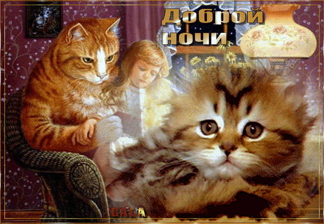 котанчики.gif