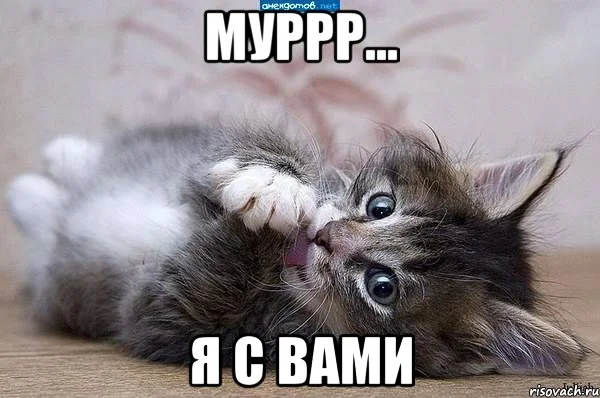 kote_5860097_orig_.webp