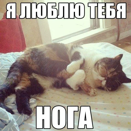 котэ-764785.webp