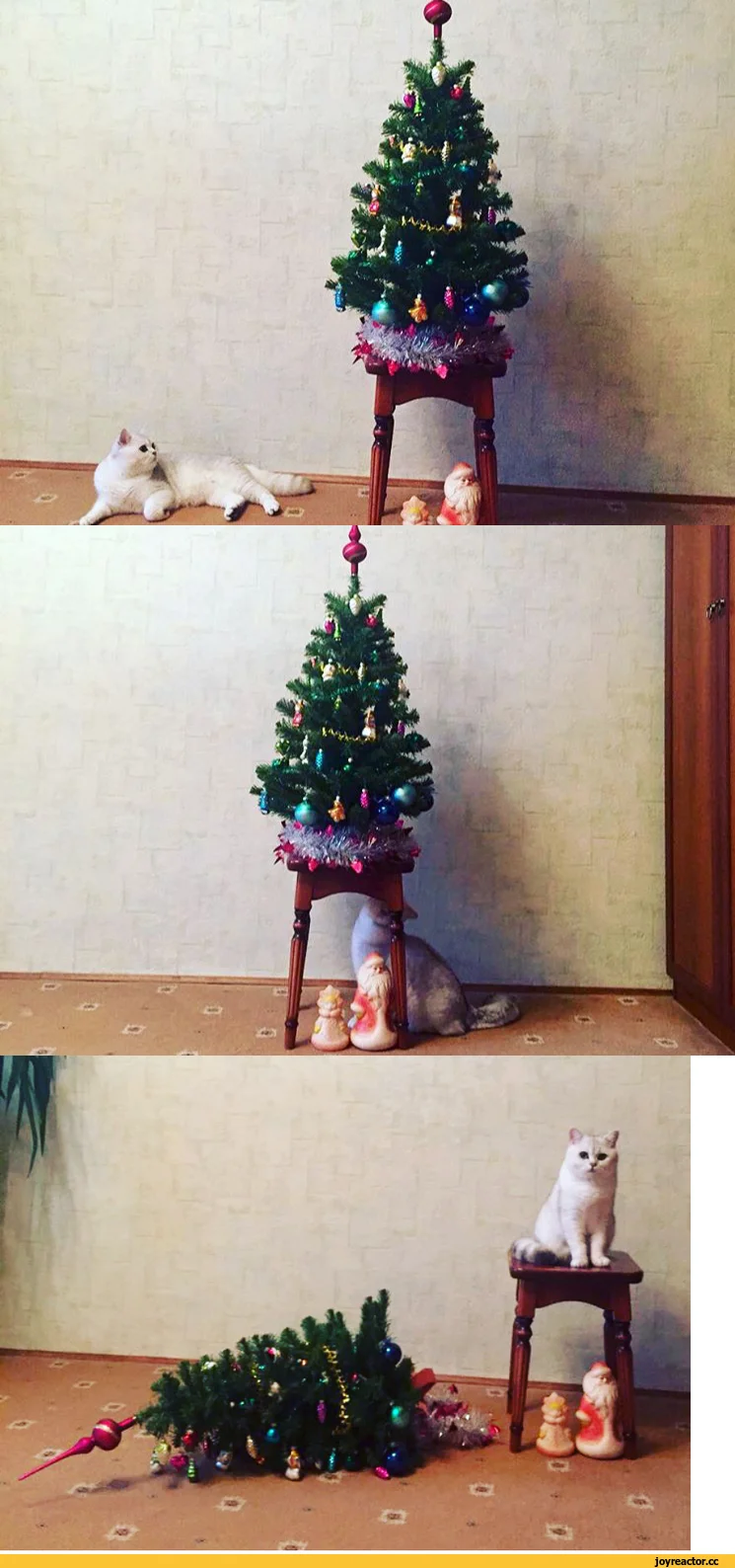 котэ-длиннопост-елка-новый-год-4227832.webp