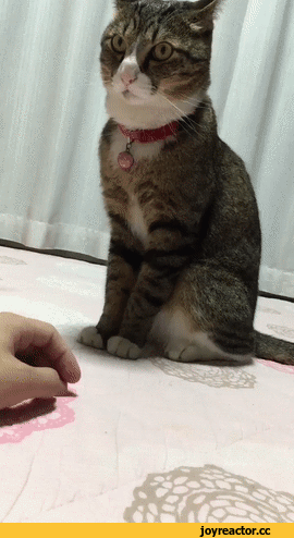 котэ-гифка-живность-3271479.gif