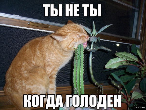 котэ.jpg