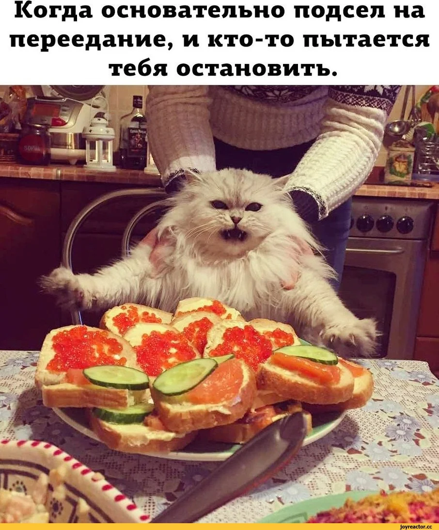 котэ-картинка-с-текстом-Новый-Год-праздник-7769588.webp