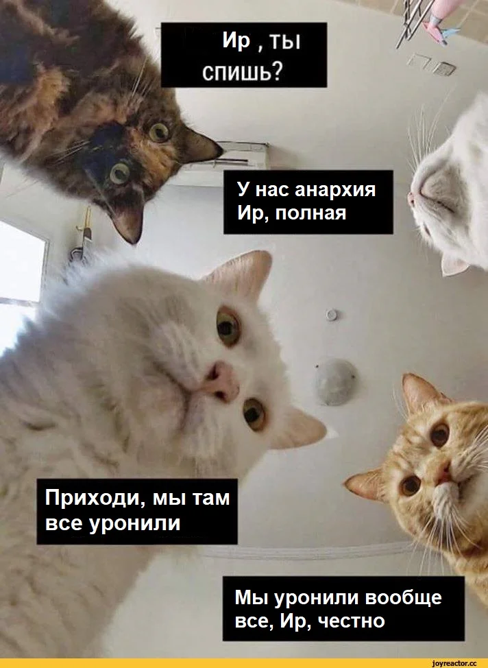 котэ-картинки-5744295.webp
