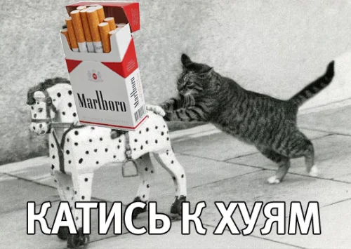 котэ-катись-к-хуям.webp