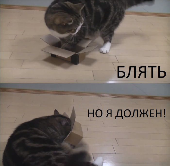 котэ-коробка-песочница-755618.jpeg