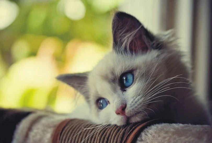 котэ-милота-грусть-песочница-597387.webp