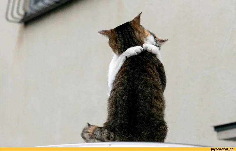 котэ-обнимашки-626871.webp