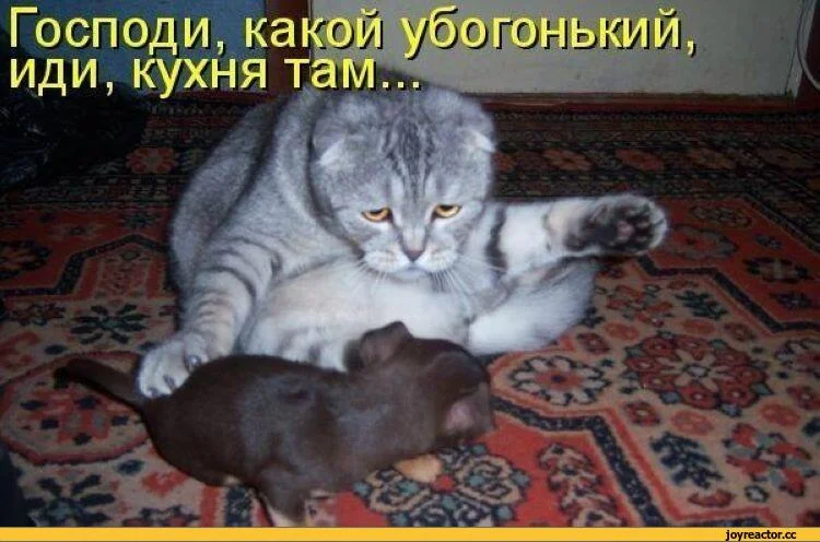 котэ-песочница-800040 (1).webp