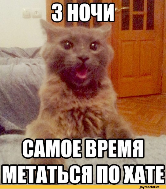 котэ-песочница-фото-приколы-831072.jpeg