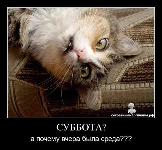 котэ-удивлен.webp