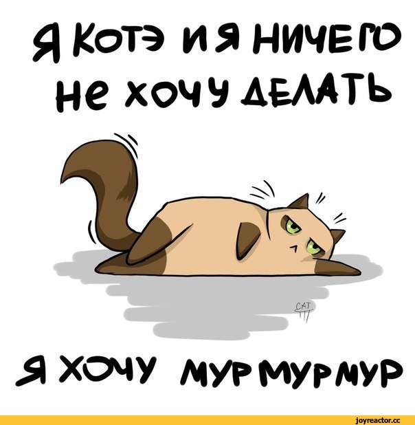 котэ-живность-лень-песочница-1145055.jpeg