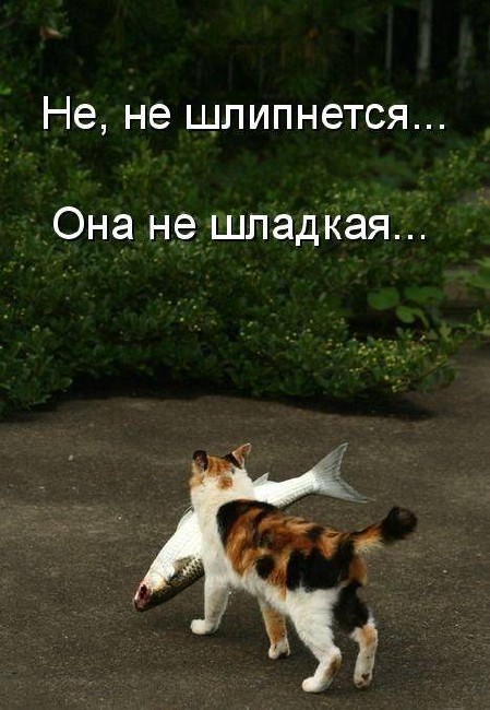 котэ-живность-милота-песочница-862105.jpeg