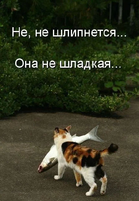 котэ-живность-милота-песочница-862105.webp