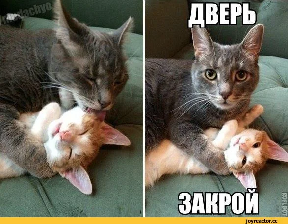 котэ-живность-песочница-1592916.webp