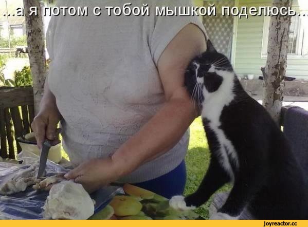 котэ-живность-подлиза-песочница-1129790.jpeg