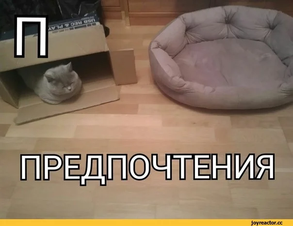 котэ-живность-предпочтения-1109441.webp