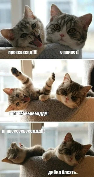 котейка дебил.webp